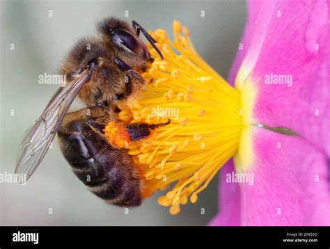 Bee Collecting Pollen Stock Photo Alamy