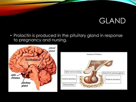 Ppt Prolactin In Mammals Powerpoint Presentation Free Download Id