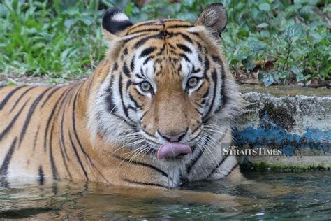 Malayan Tiger Teetering On The Brink Of Extinction 23 Left In Belum