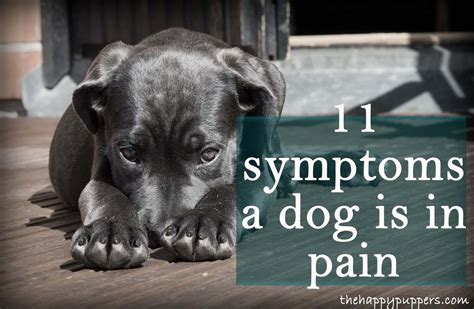 Dog Is In Pain 18 Unique Signs And Symptoms The Happy Puppers