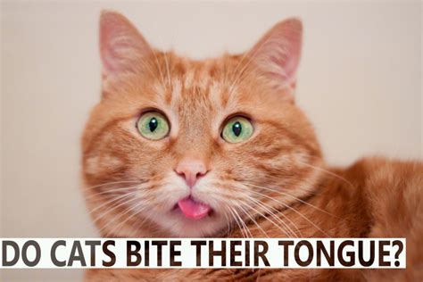 Do Cats Bite Their Tongue Blindbengal