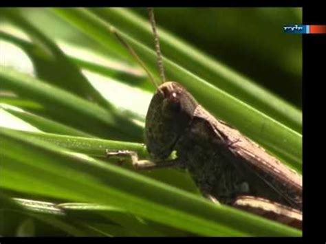 Viele städte und dörfer erlauben es, diese vögel mit genehmigung zu halten. Heuschrecken im Garten - YouTube