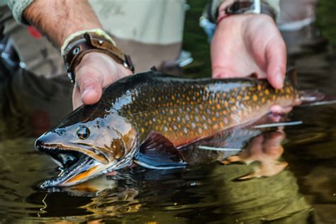 Flylords Investigates Sea Run Trout In New England Flylords Mag