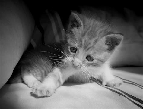 Hd Wallpaper Tabby Kitten On The Grey Textile Cute Feline Kitty