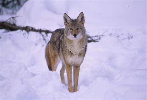Coyotes Are Increasing In Numbers Across New York