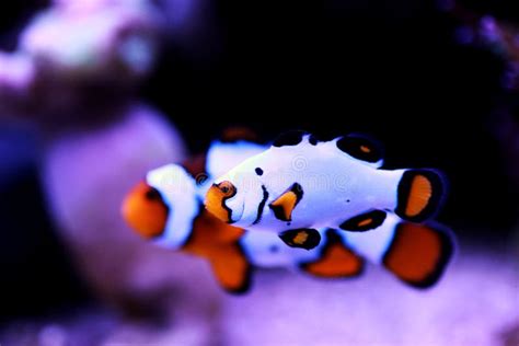 Premium Black Ice Clownfish Amphiprion Ocellaris Stock Image Image