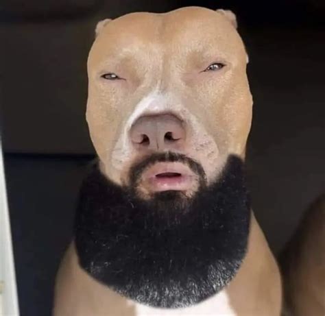 Light Skin Dog Pose Something To Laugh At Memes Light Skin Men