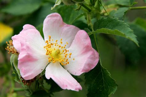 Filewild Rose Flower Wikimedia Commons