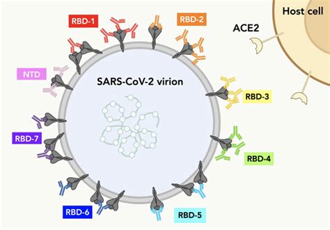 Understanding Sars Cov 2 Antibody Binding National Institutes Of