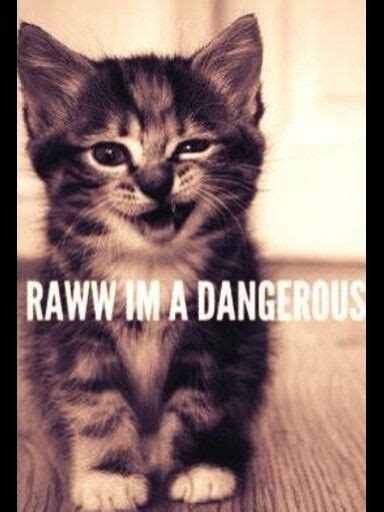 Raww Im A Dangerous A Soooo Cute Crazy Cat Lady