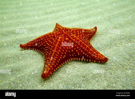 Giant Red Starfish Hi Res Stock Photography And Images Alamy