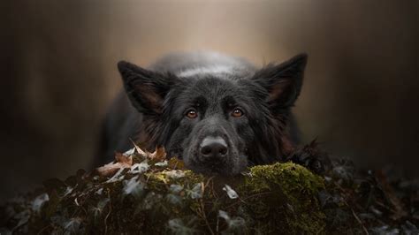 Black German Shepherd Pet Hd Dog Wallpapers Hd Wallpapers Id 66167