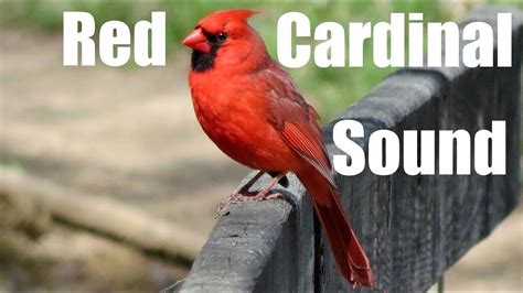 Red Cardinal Sound Effect Red Cardinal Backyard Birds Watching Cardinal