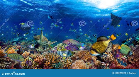 Underwater Coral Reef Landscape Wide 2to1 Panorama Background In The