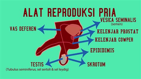 Penjelasan Organ Reproduksi Laki Laki Dan Perempuan XI A YouTube