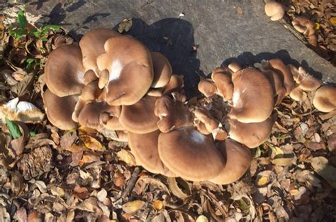 The Foraged Foodie Winter Oyster Mushroom Identification Tips For