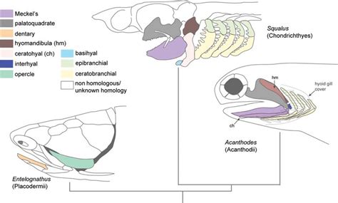 Jaw Patterning In Cartilaginous Fish Classes Placodermii
