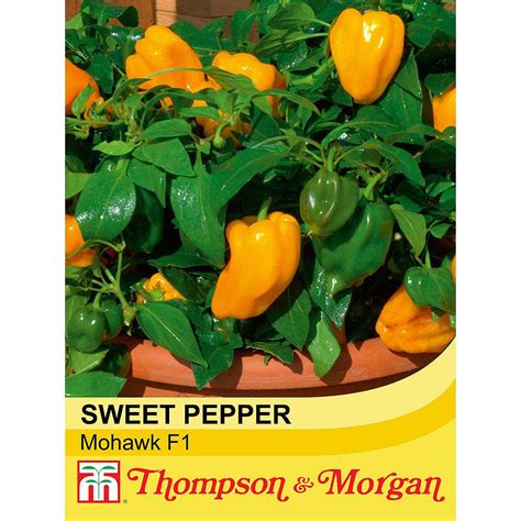 Sweet Pepper Mohawk F1 Hybrid Seeds Thompson And Morgan