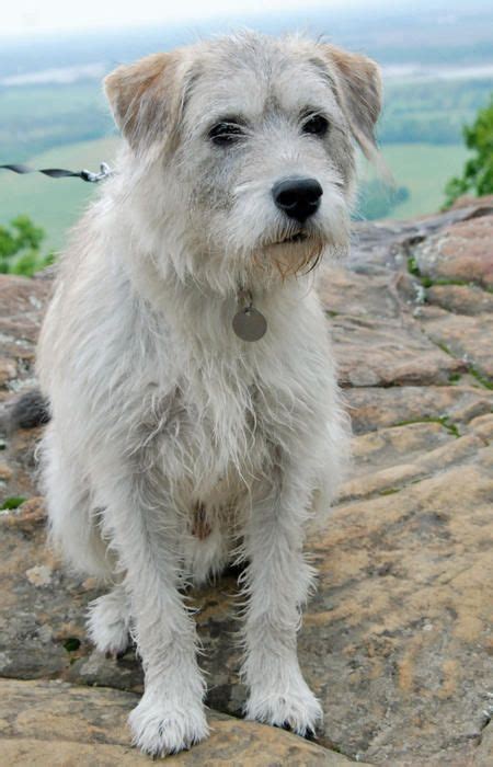 terrier mix adopt  scruffy dog pinterest terrier mix terrier  dog