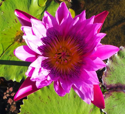 Magentia Tropical Water Lily Sold Out Woodvale Fish And Lily Farm Perth