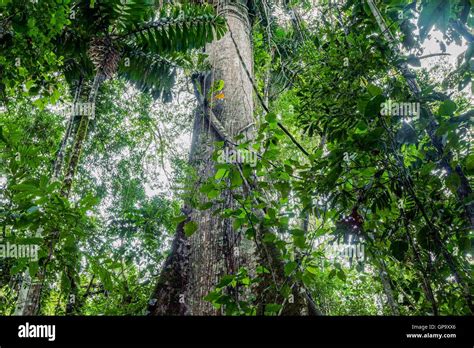 Giant Kapok Tree Ceiba Pentandra In Cuyabeno Wildlife Reserve Ecuador