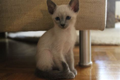 Ja ich suche auch kate für sie ~ hat jemanden vollblut siamkater. Siam-Thai/Blue Point Katzenbabys - 817940