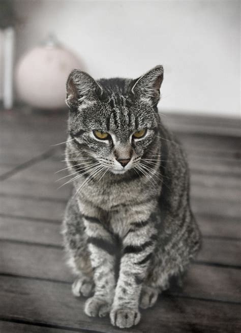 Gray Tabby Cat Photo 2461 Motosha Free Stock Photos