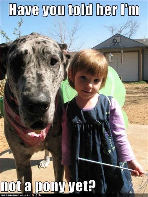 Find the newest great job meme meme. 12 Best Great Dane Memes of All Time