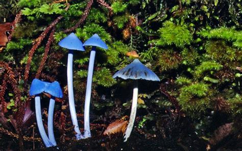 Blue Mushroom Fungi Te Ara Encyclopedia Of New Zealand