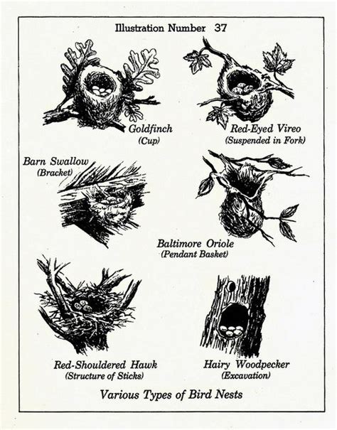 Bird Nest Identification Chart