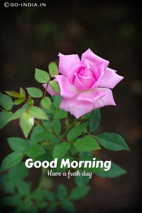 100 Romantic Good Morning Rose Images Best Collection Good Morning