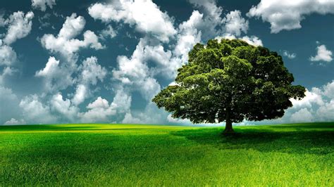 2560x1440 Resolution Green Leafed Tree Nature Landscape Hd