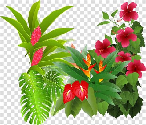 Rainforest Plants Clipart