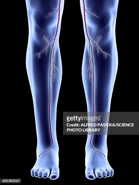 Saphenous Vein Photos And Premium High Res Pictures Getty Images