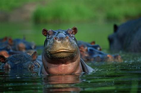 Hippopotamus The Biggest Animals Kingdom