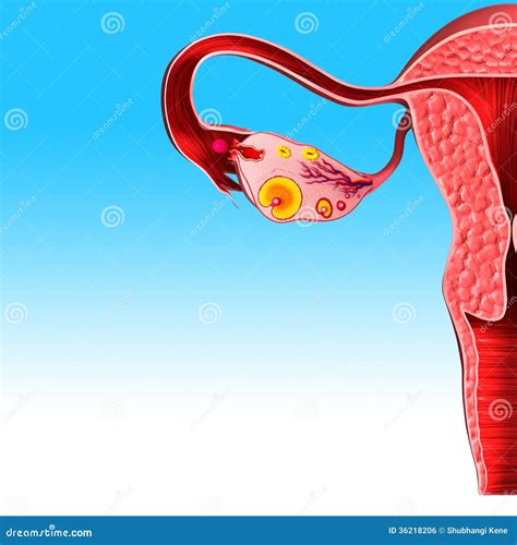 Ovaries Stock Illustration Illustration Of Sexual Venereal 36218206