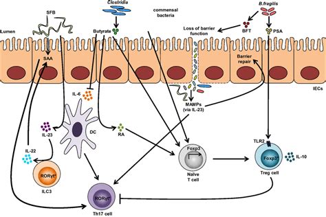 Impact Of The Gut Microbiota On Treg And Th17 Immune Responses