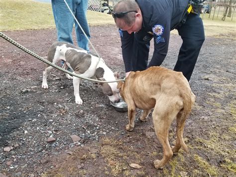 Two Dogs Rescued After Being Abandoned In Home