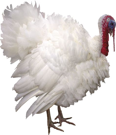 Turkey Bird Png Transparent Image Download Size 690x800px