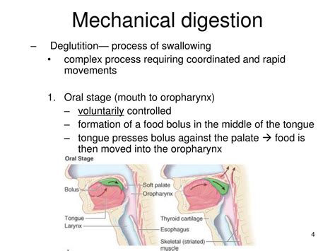 Ppt Chapter 26 Physiology Of The Digestive System Powerpoint