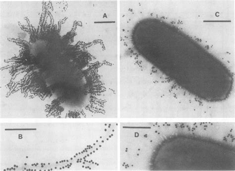Microscope Bacteria Labeled Micropedia