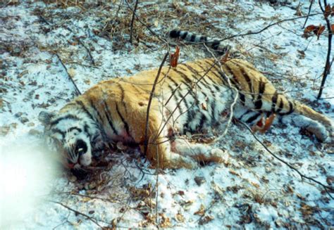 Animal Poaching Tigers