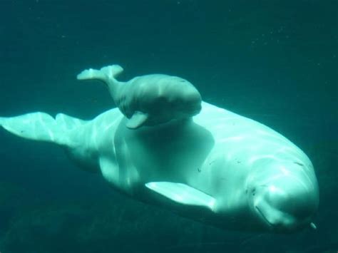Baby Beluga Whale And Mom Animal Lover Stuff Beluga Vancouver Aquarium