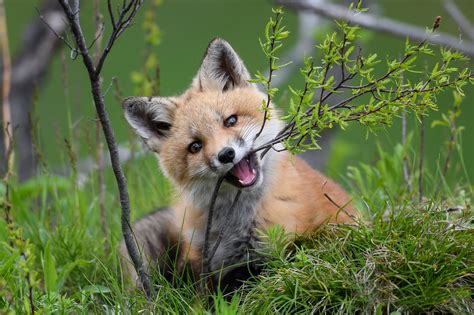 Hintergrundbilder Fuchs Tiere Natur Säugetiere 2048x1363