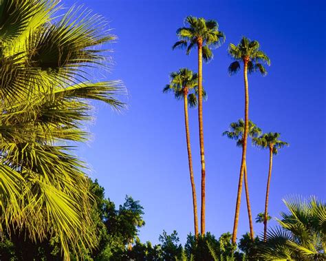 Are Palm Trees Native To Palm Springs California Avril Elias