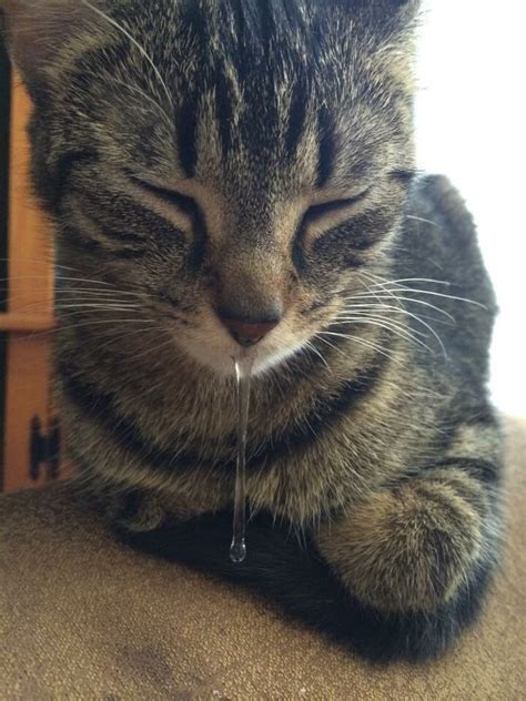 ▶cats have their own story and take a very special trip. Pin by Backwards Beauty on Cats!!! | Cat drooling, Happy ...