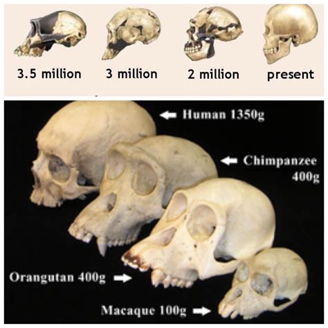 Sculls Of Primates Vs Skulls Of Humans Spot The Similarities Or Differences Orangutan