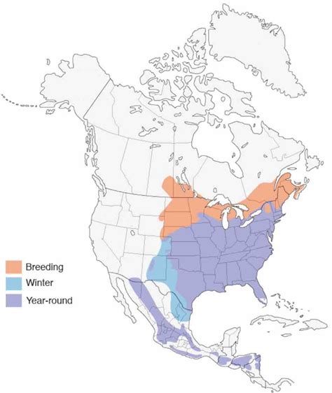 How To Attract Eastern Bluebirds 9 Field Tested Ways