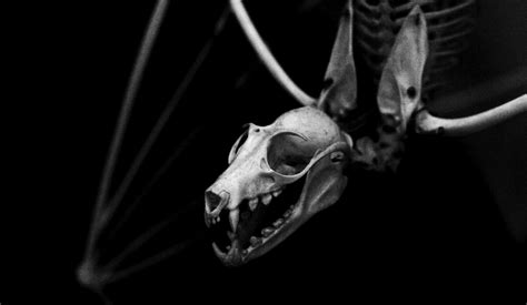 Bat Bones Bat Skeleton Animal Skeletons Animal Skulls