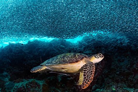 Hawksbill sea turtle distribution, habitat, and ecology. Hawksbill Sea Turtle Facts and Pictures | Reptile Fact